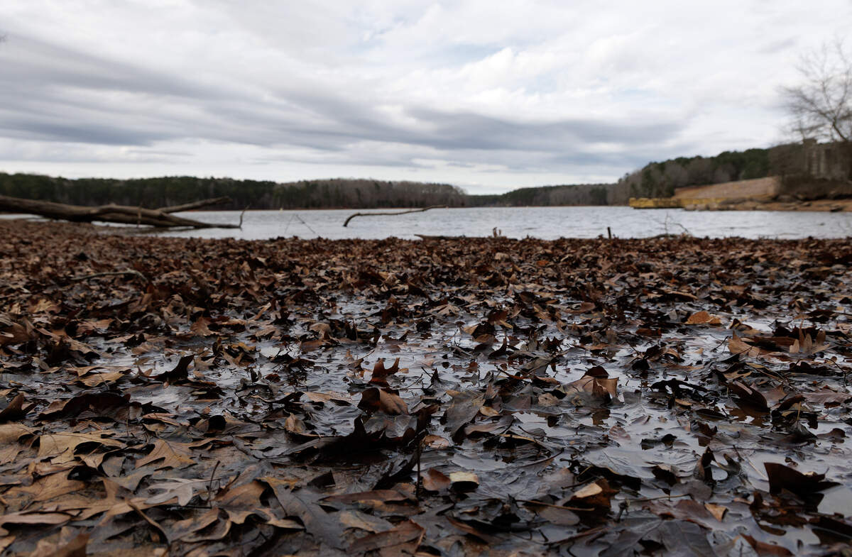 Water pools in exposed leaf debris along the shoreline at Falls Lake Dam Recreation Area on Monday, Dec. 29, 2025, in Raleigh, N.C.