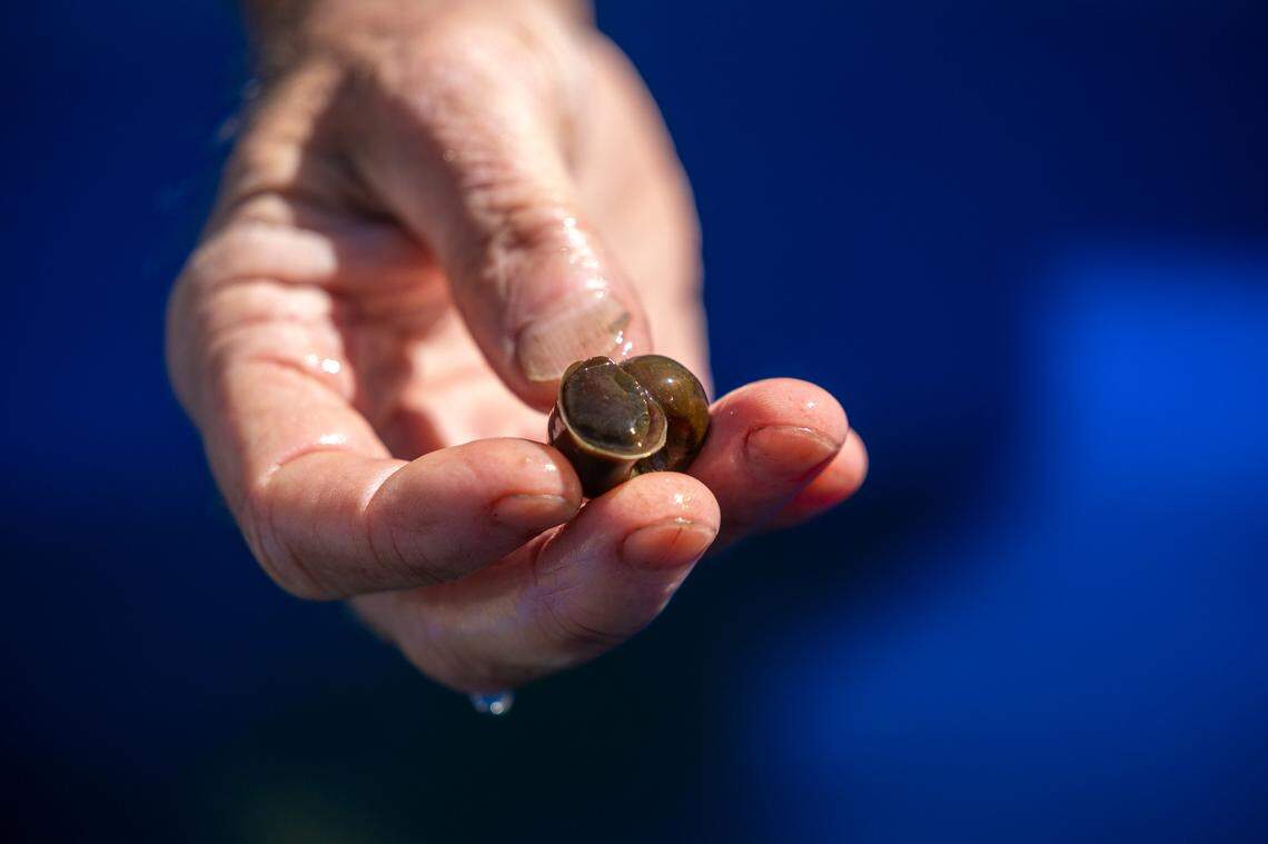Andy Wood, a biologist, shows off a Magnificent Ramshorn snail at his snail refuge in Hampstead. Wood took the Magnificent Ramshorn into captivity in the early 1990s. He has maintained a population of the snails, which have been believed to be gone from the wild for at least two decades, ever since.
