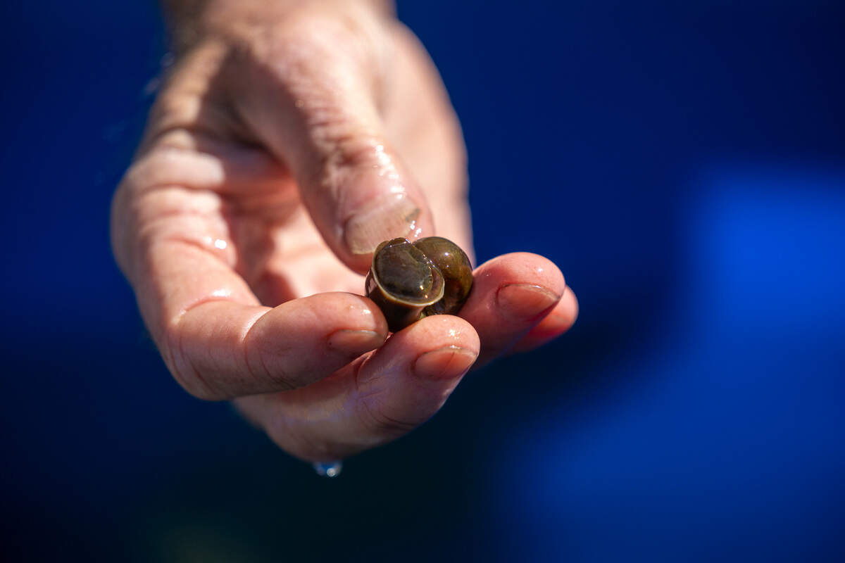 Andy Wood, a biologist, shows off a Magnificent Ramshorn snail at his snail refuge in Hampstead. Wood took the Magnificent Ramshorn into captivity in the early 1990s. He has maintained a population of the snails, which have been believed to be gone from the wild for at least two decades, ever since.