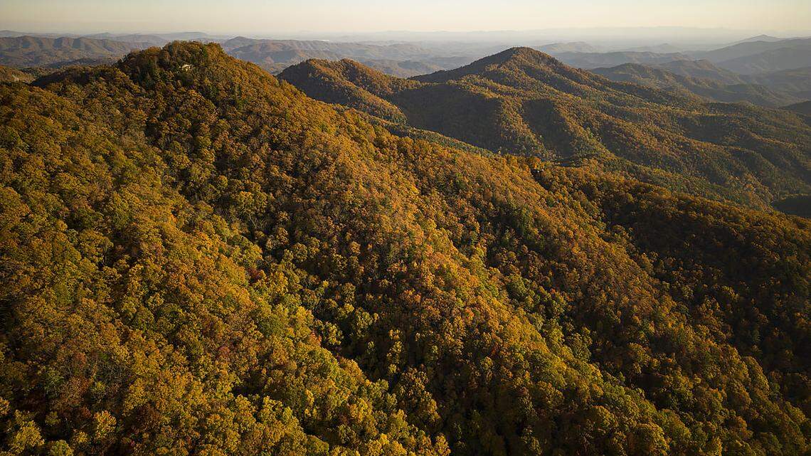 An image of fall foliage.
