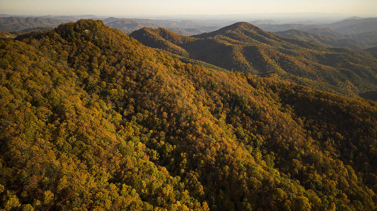 An image of fall foliage.