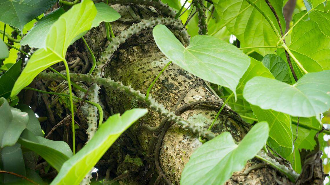 Moonseed is found in moist woods and thickets scattered throughout the state.