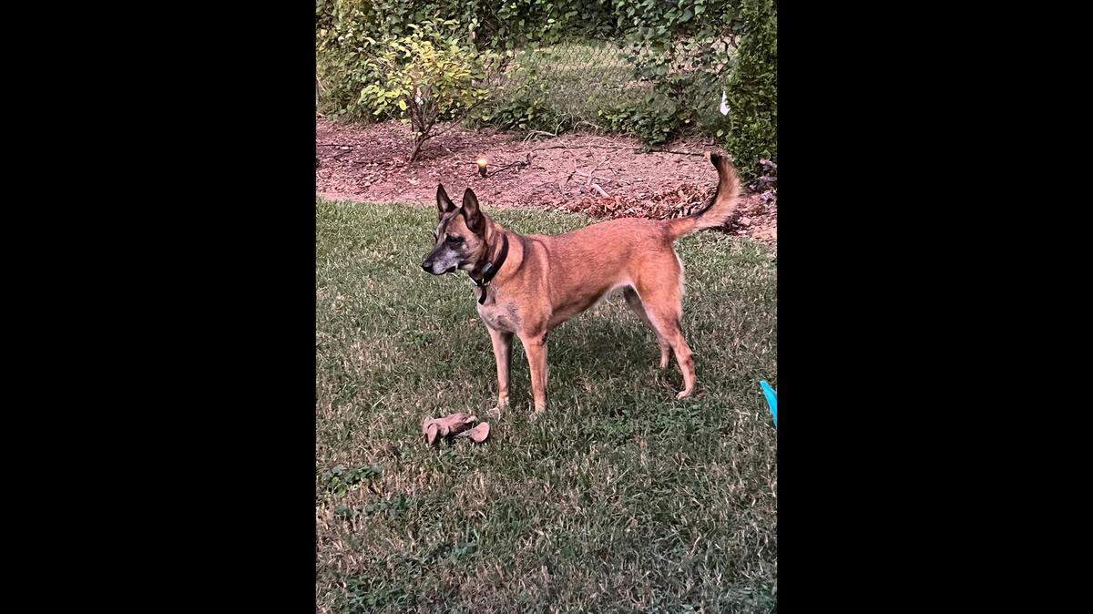 Zelda, an 8-year-old Belgian Malionis, lived in Raleigh with her family.
