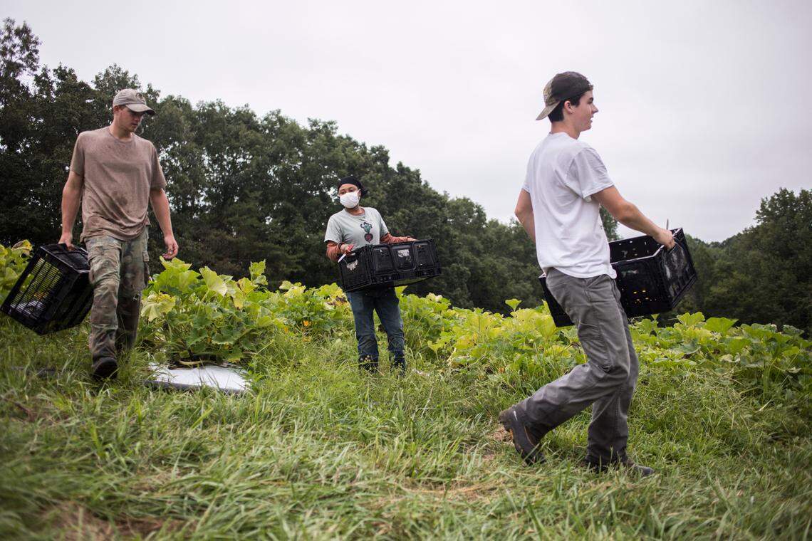 Caleb Jones, left, Shakita Holloway, middle, and Eli Mason, right, carry freshly picked squash out of the field to be weighed at Honey Bee Hills Farm in Prospect, Hill, N.C. on Friday, Aug. 21, 2020. The certified organic farm, owned and operated by Liz and Rich Mason, is located in Caswell County where broadband internet access is extremely limited. Since the coronavirus pandemic began, they’ve been trying to work with an online ordering system through spotty satellite internet. “It’s frustrating that we can be so close to functioning internet,” said Liz, “and just not be able to access it.” Julia Wall / News & Observer / North Carolina News Collaborative