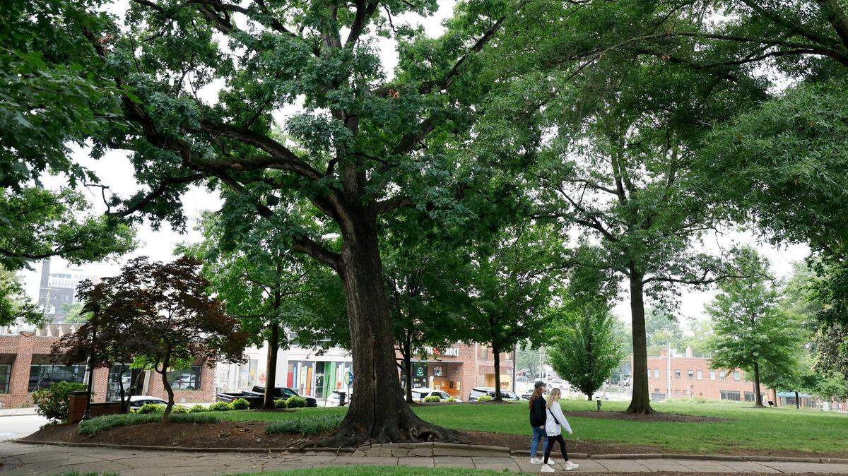 A white oak tree in Nash Square in downtown Raleigh, N.C., is scheduled to be removed by the city in the coming weeks. The City of Raleigh Urban Forestry staff says the tree, seen here on Wednesday, May 15, 2024, needs to be removed because of a large crack that can compromise the tree’s structural integrity.