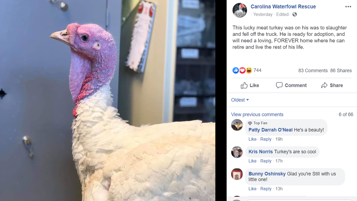 ‘He knew it was Thanksgiving.’ Turkey falls off truck on way to be slaughtered in NC