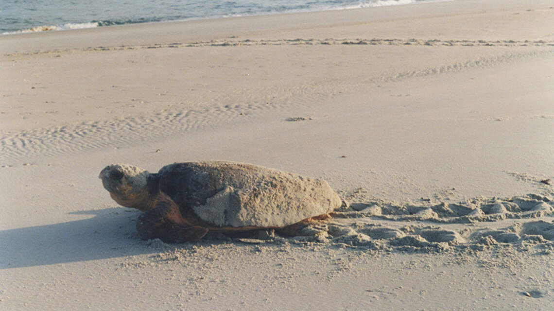 Sea turtles are hatching in near-record numbers in NC this year. Here’s why