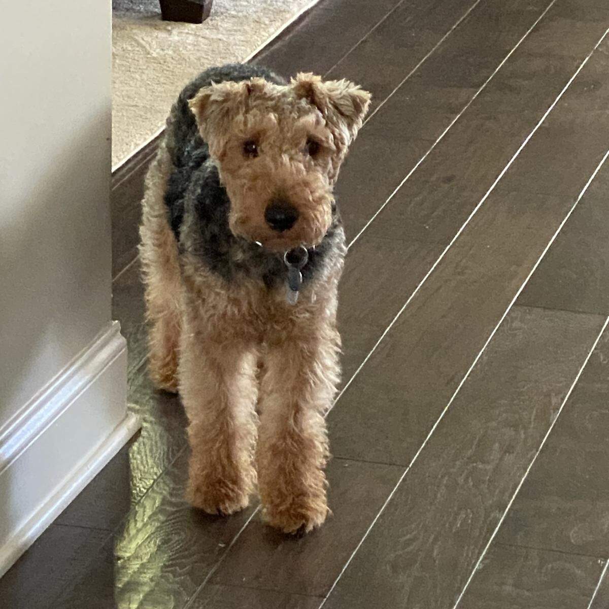 Bodhi was named a finalist in The News & Observer’s “cutest dog in the Triangle” contest in fall 2024.