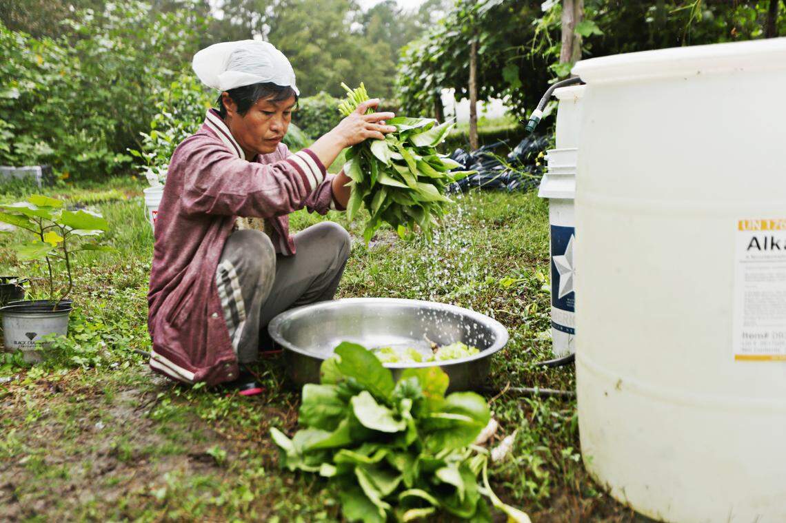 Zar Ree washes greens on her family’s plot of land at Transplanting Traditions on Oct. 10, 2018. The garden has given Ree and other refugees a financial boost as they are able to sell some of what they grow on the 8-acre farm. Shoppers can buy produce raised on the farm at the Chapel Hill Farmers Market or order a monthly subscription through which they get a box of goods.