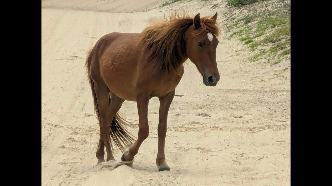 Wild horse dies of broken neck during violent ritual on Outer Banks, expert says