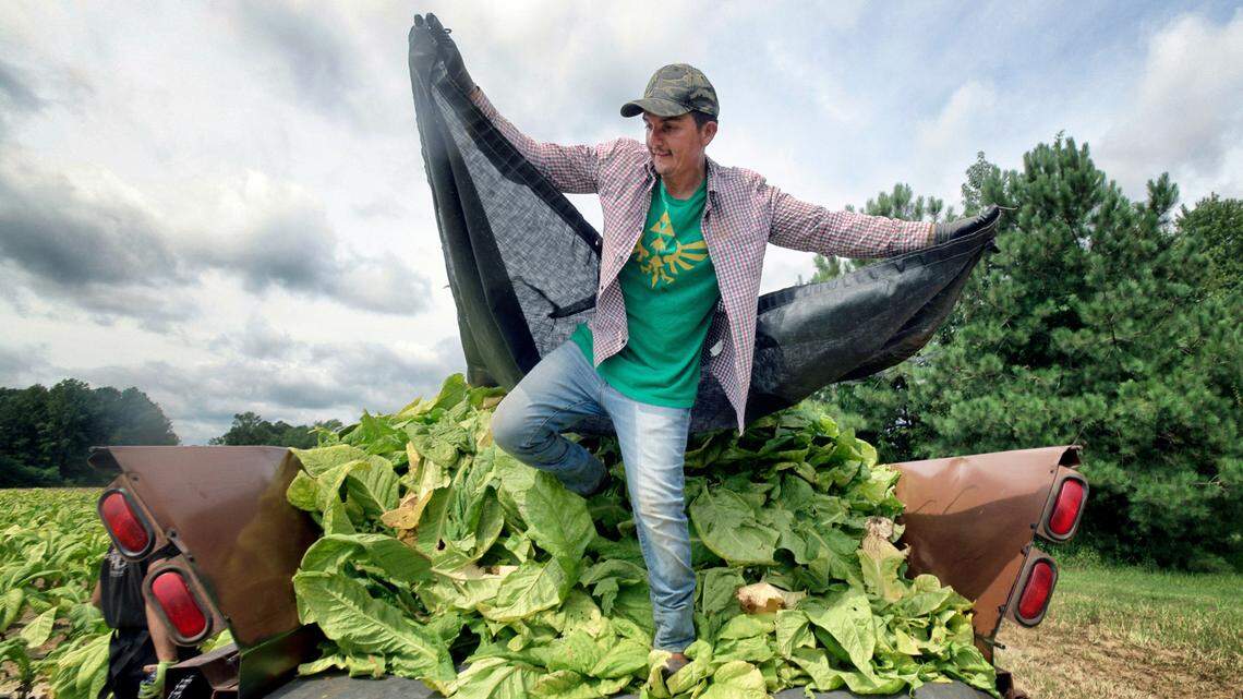 Production costs soar for NC’s top crop. Is 2022 a turning point for tobacco farmers?