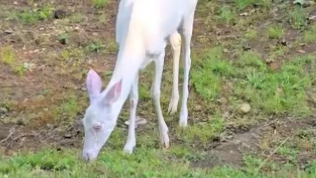 A Hillsborough police officer spotted an albino deer while on duty Monday. About 1 in 30,000 white-tailed fawns are albino, according to the N.C. Zoo and Botanical Gardens.