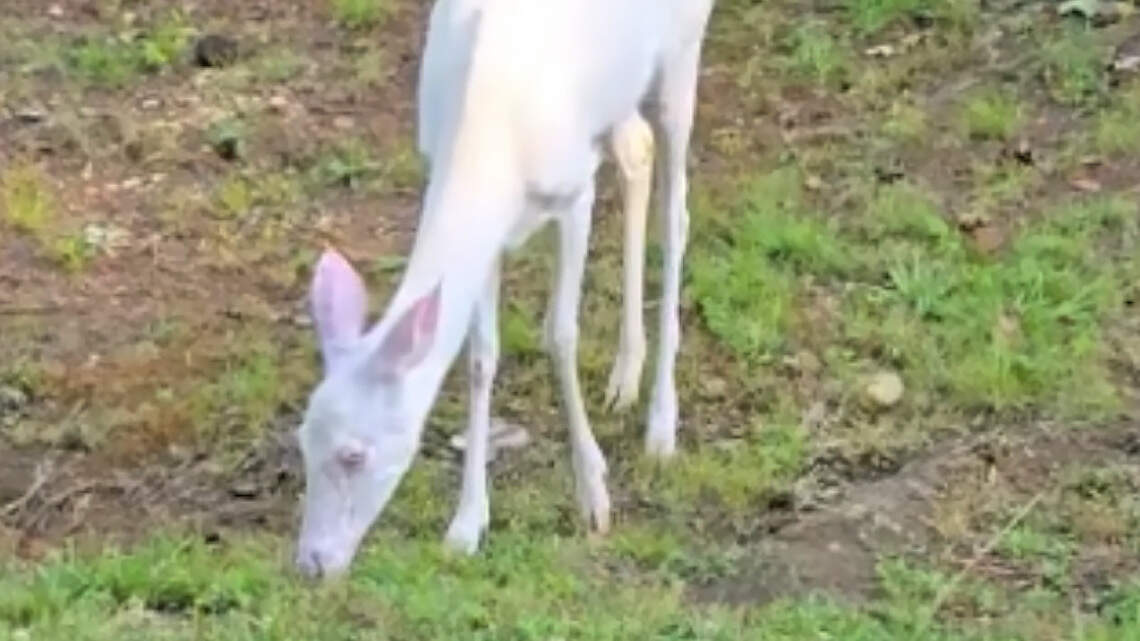 While on patrol, a Hillsborough police officer found a 1-in-30,000 creature