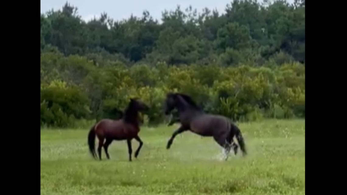 These two wild stallions have been bickering for weeks in the Corolla area of North Carolina’s Outer Banks.