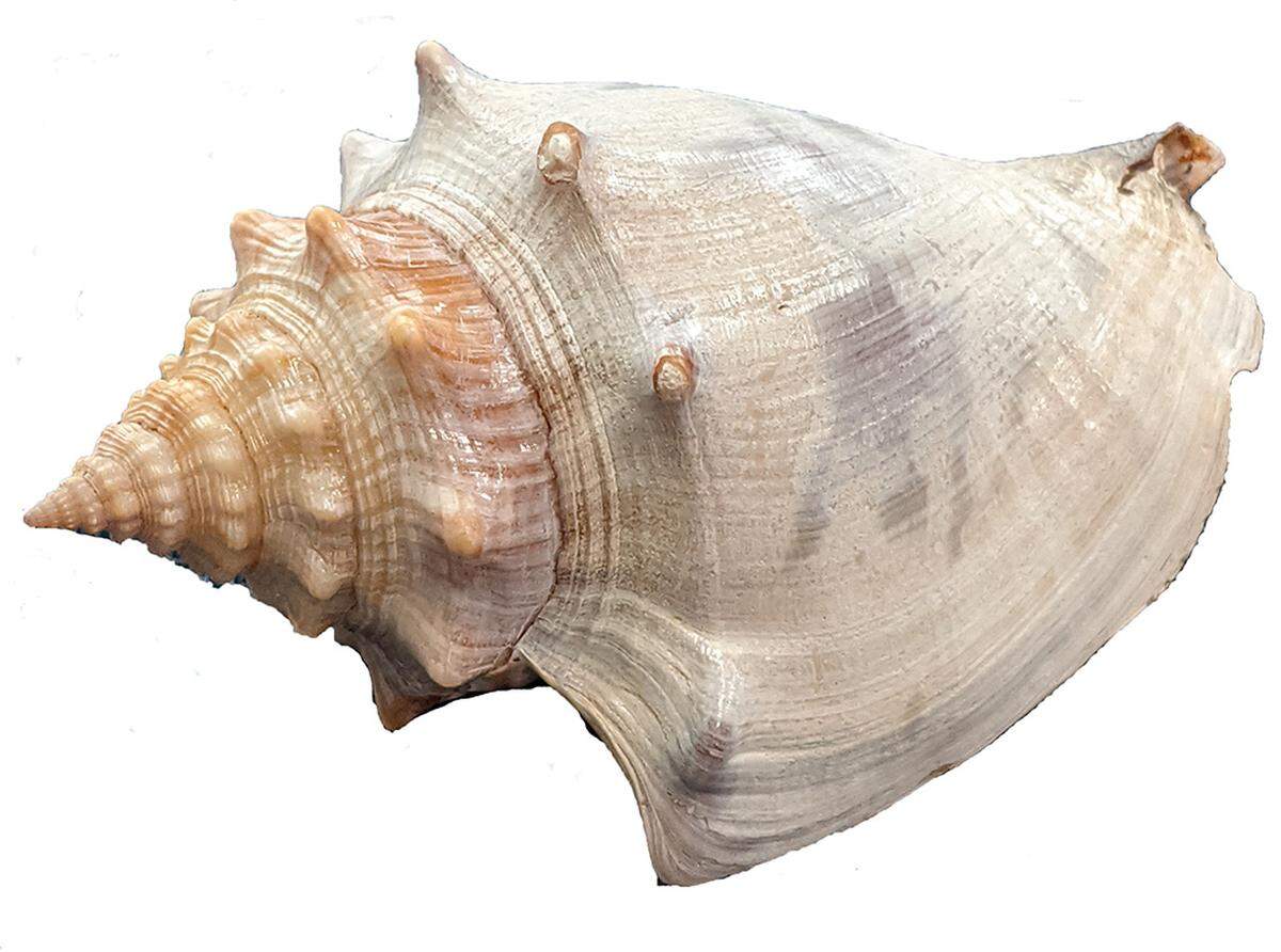 This oddly colored Florida fighting conch shell showed up on the Outer Banks.