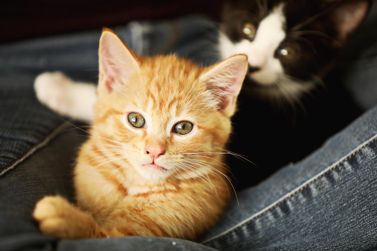Nougat, one of four kittens currently fostered by Traci Highsmith, curls into her lap with a littermate on Wednesday, April 3, 2019. Highsmith uses an Instagram account with nearly 40,000 followers to raise awareness about pet adoption.