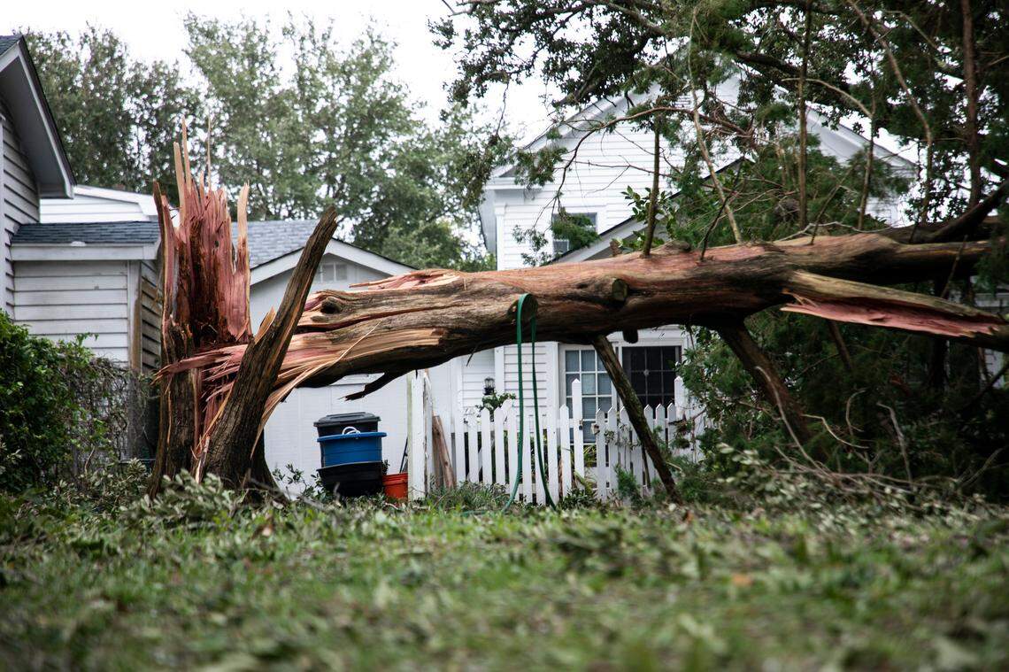 A large tree snapped in a Beaufort, NC yard overnight as Hurricane Dorian passed through the area, seen here on Friday, Sept. 6, 2019. 
