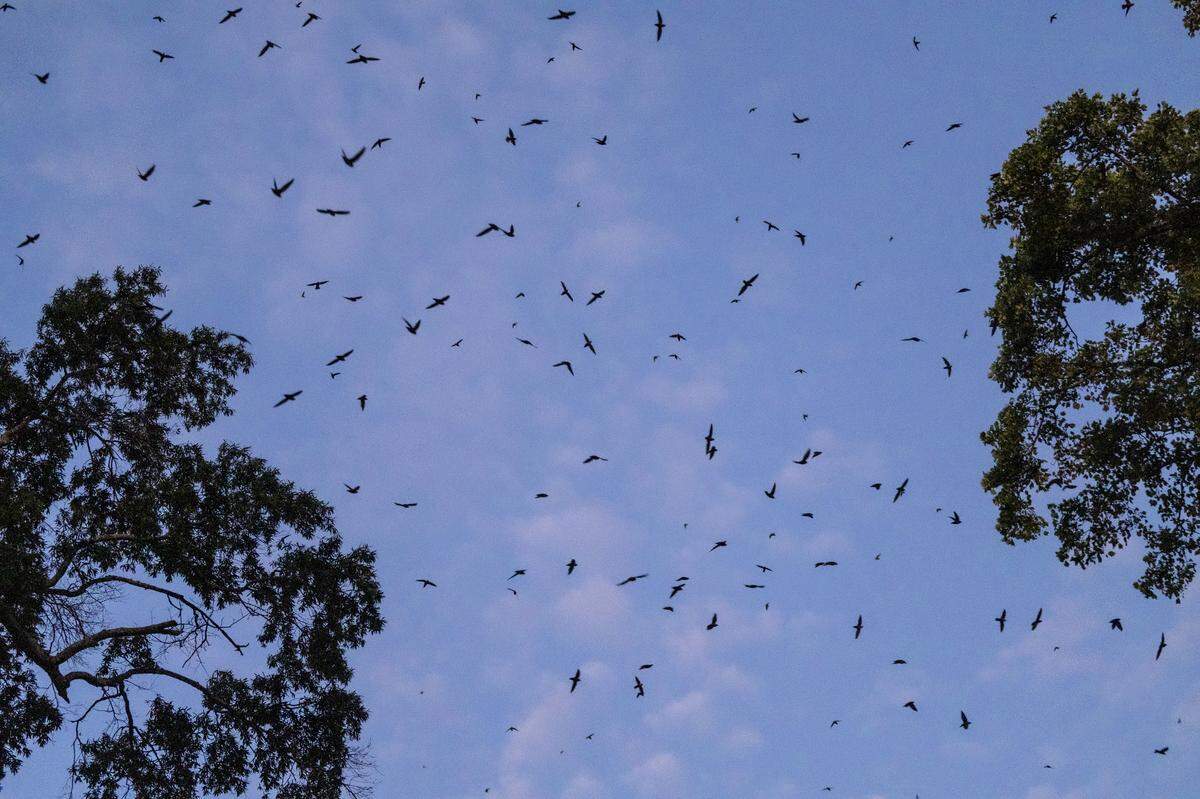 Chimney swifts circle above McCorkle Place on UNC-Chapel Hill’s campus on Wednesday, Sept. 18, 2024 before roosting inside a cavity in the iconic Davie Poplar tree.