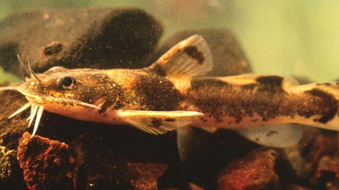 A spiky, venomous catfish could be North Carolina’s next species listed as endangered