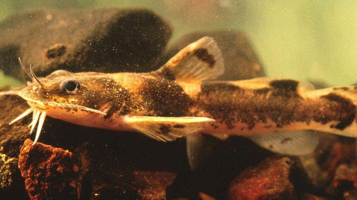 Federal officials want to list the Carolina madtom as endangered and protect its habitat in North Carolina.