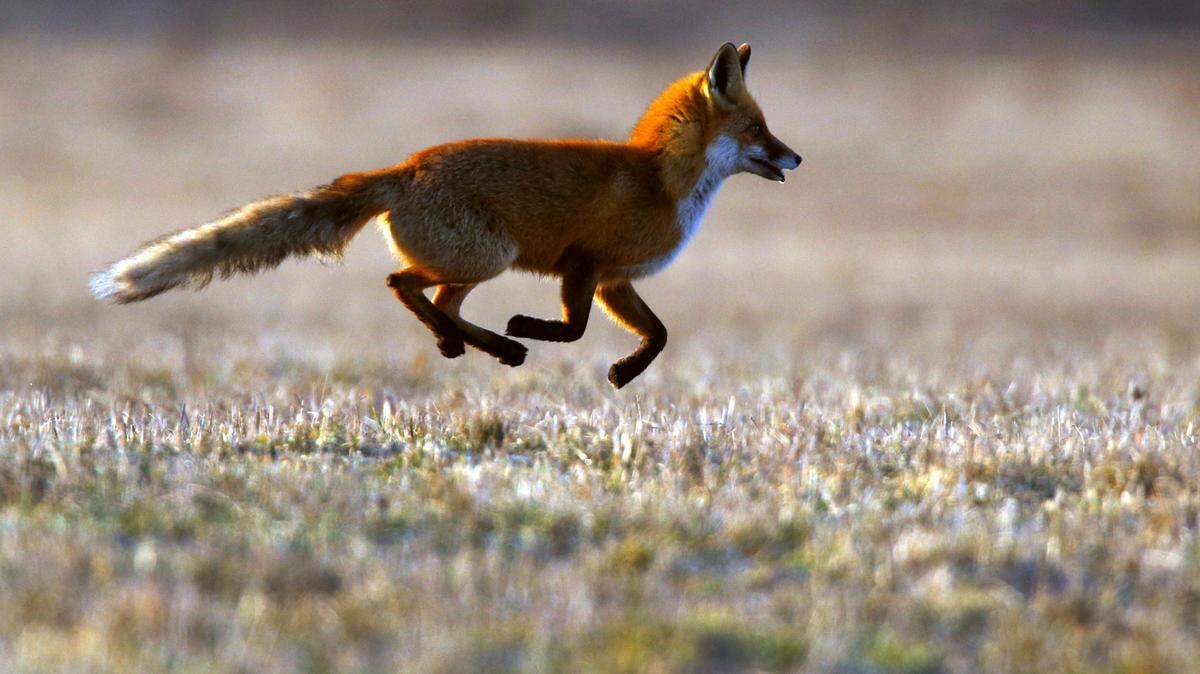 A fox, not the one pictured here, tested positive for rabies after attacking two people in North Carolina.