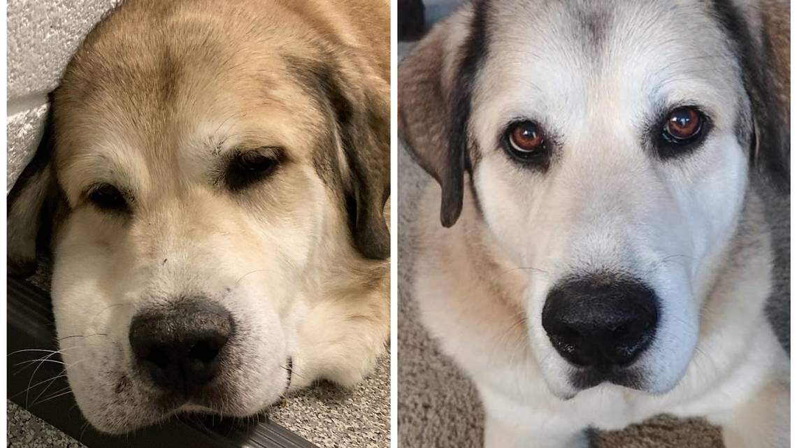 A local pup is shown before (right) and after (left) a copperhead snake bite to his face.