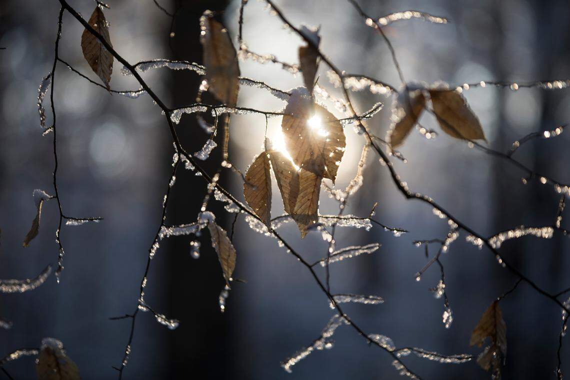 The morning sun shines through leaves in Battle Park in Chapel Hill, NC on Friday morning, Feb. 21, 2020.