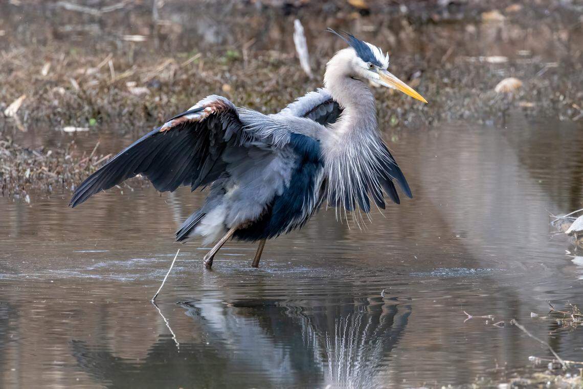 A Great Blue Heron, photographed Feb. 24, 2023.