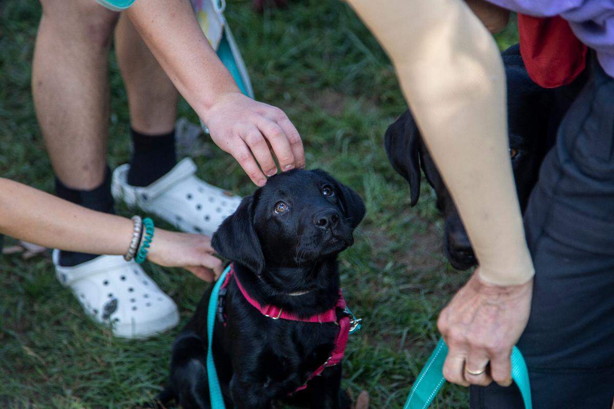 Students pet Leonard, a service dog in training, at UNC-Chapel Hill Wednesday, Oct. 13, 2021. Eyes Ears Nose and Paws, a local nonprofit organization, brought service dogs in training to campus for a few hours to offer “quiet, furry support” and help comfort students.
