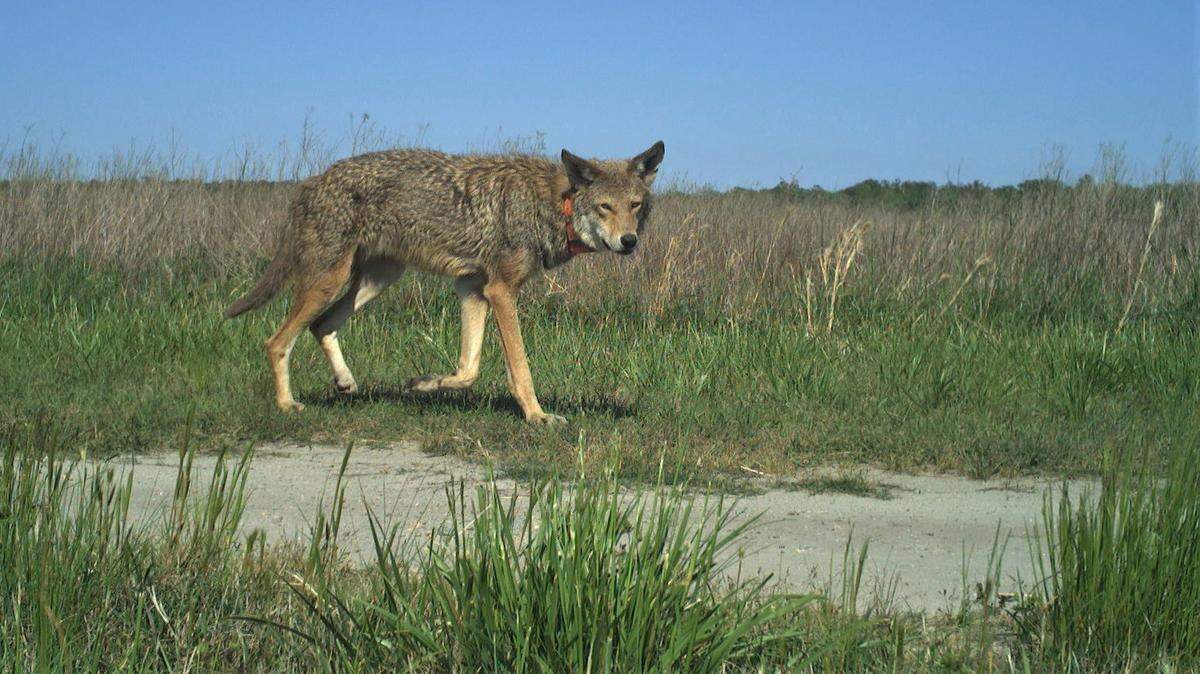 Endangered red wolves can only be found in NC. Here are 7 things to know about them.