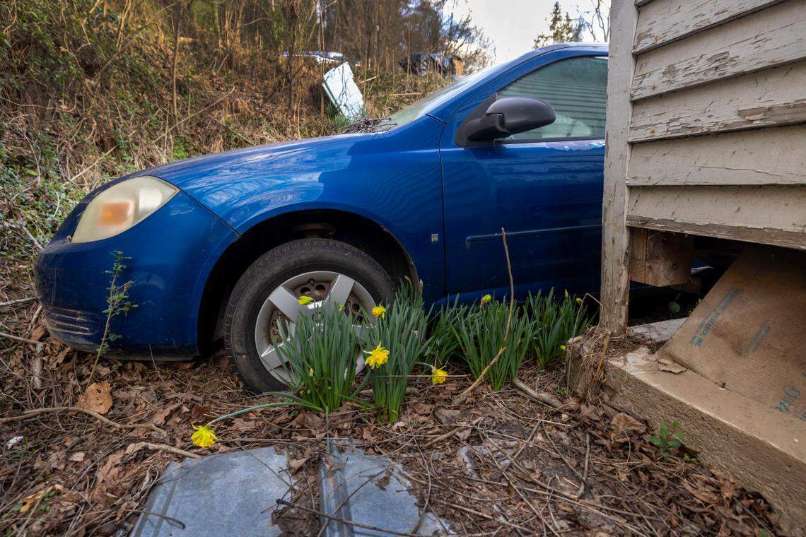 Daffodils bloom in the final week of winter around Alena Ayers’ Chevy Cobalt, photographed on March 16, 2025. It is believed to have been parked by the Old Post Office in Relief, N.C., in anticipation of the historic flooding of the North Toe River during Hurricane Helene. Ayers is among those still missing. Her cousin Kelly White began searching for her here in November 2024.