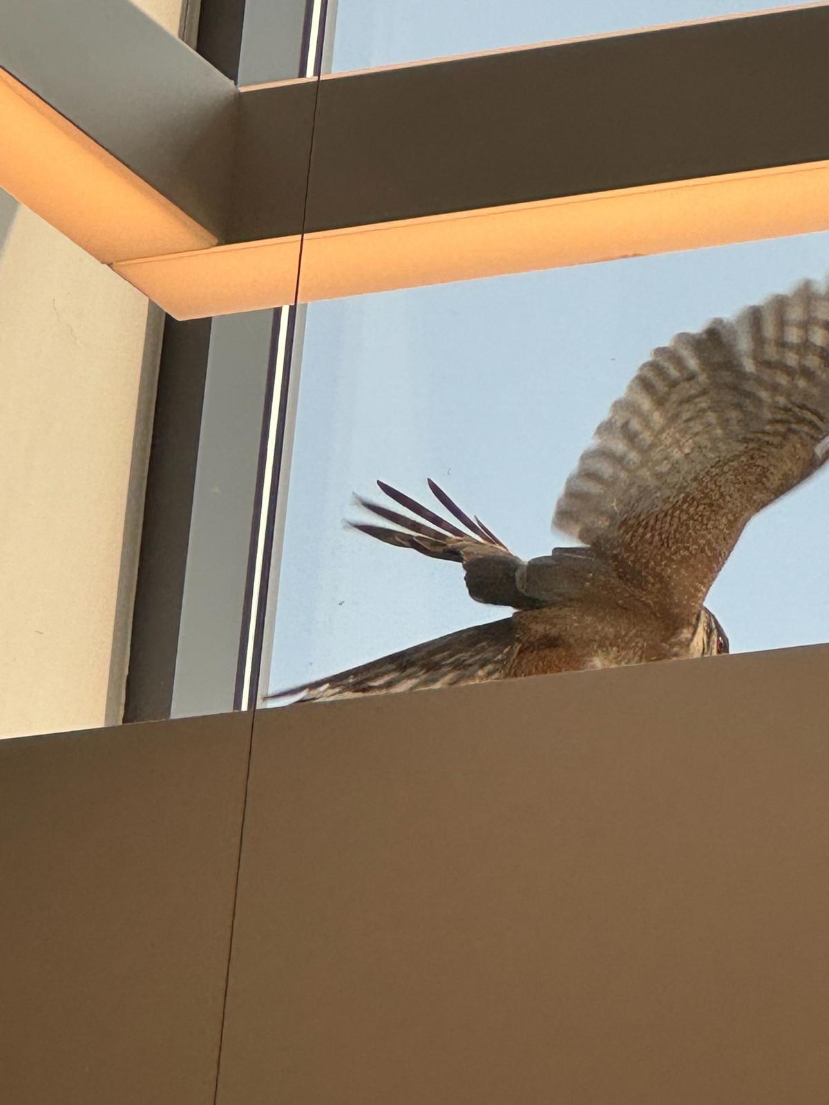A scene from a hawk’s visit to the Morrisville Community Library.