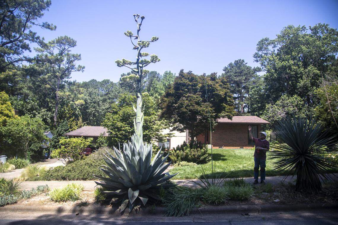 A 19-foot-tall century plant (Agave americana) is in bloom at the home of Alan Tharp in Raleigh where it was planted in 1992. Despite its name, a century plant usually blooms every 10 to 25 years.