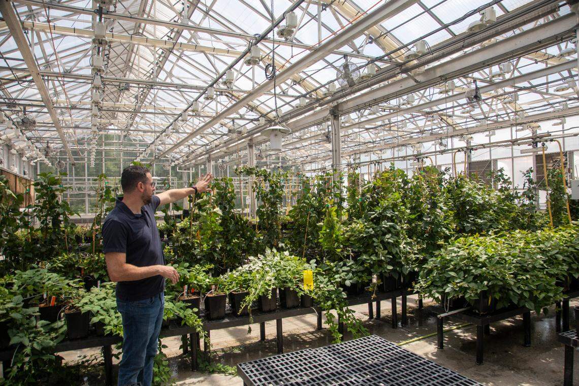 Controlled Environment Manager, Bruno Casamali, shows gene edited blackberry plants inside a greenhouse at Pairwise in Research Triangle Park.