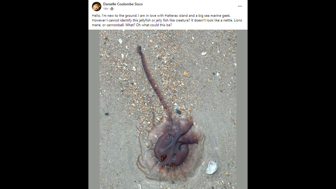 What is this? A visitor to North Carolina’s Hatteras Island posted the photo on Facebook and asked for help identifying the sea creature.