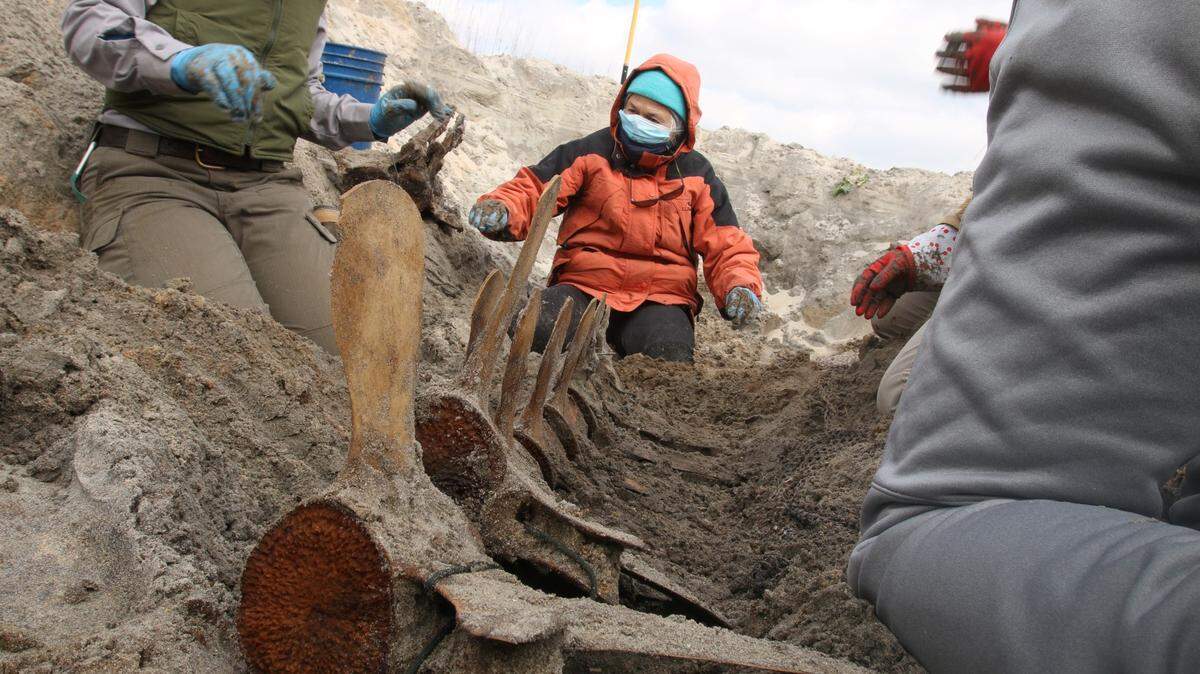 Whale vertebrae were found intact by the team digging through the trench.