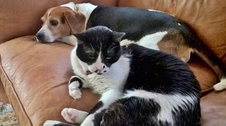 A refugee cat from Afghanistan and NC’s oldest teacher — Today in Triangle history