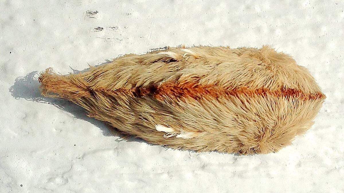 A puss caterpillar found at the Kill Devil Hills town hall.
