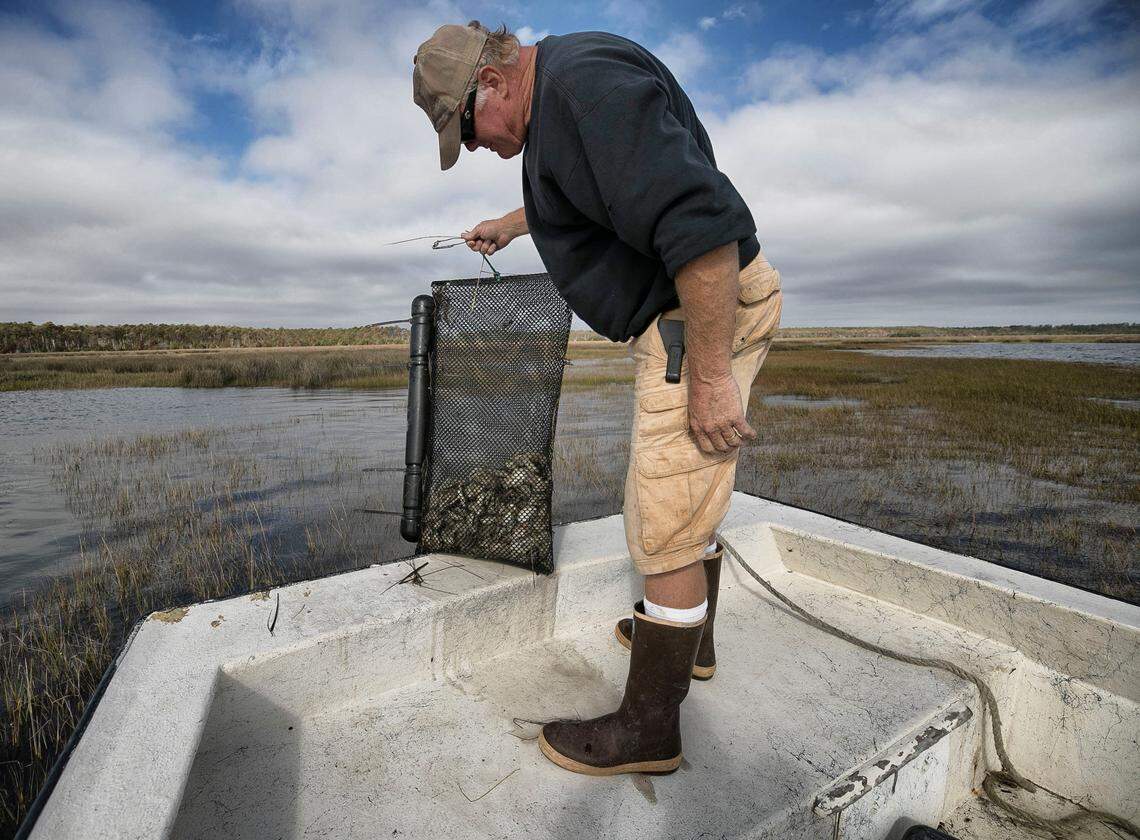 Jimmy Morris inspected a damaged oyster cage that was displace by Hurricane Florence on November 9, 2018 in Sea Level, N.C. Hundreds of oyster cages used to grow oysters to maturity were displaced during Hurricane Florence. Jimmy Morris of Morris Family Shellfish Farms retrieved some of them more than 150 yards into the woods surrounding his plots near Sea Level, N.C.
