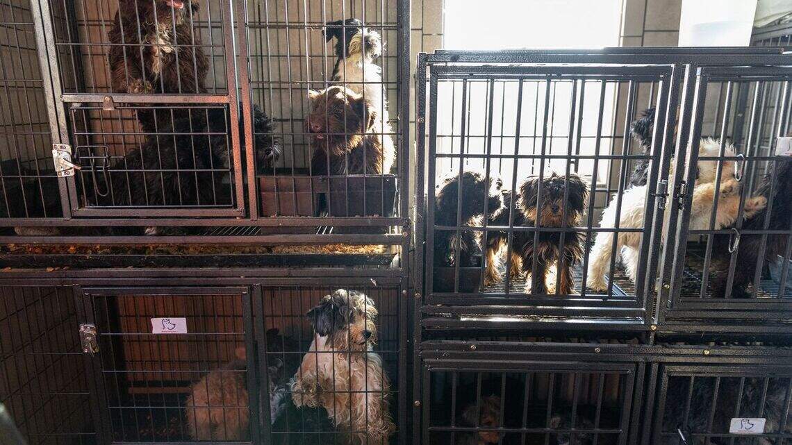Banning dog and cat sales in Lexington stores could hurt pet businesses | Opinion