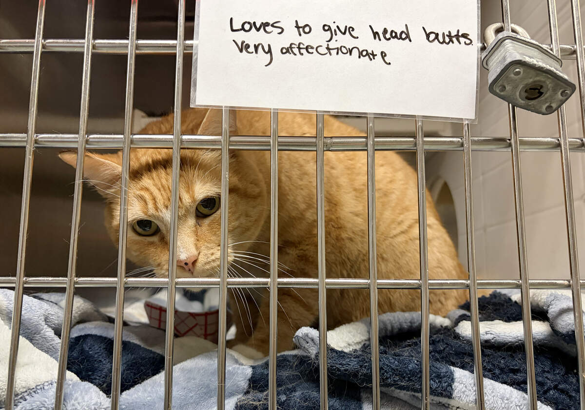 A cat awaiting adoption at the Wake County Animal Center