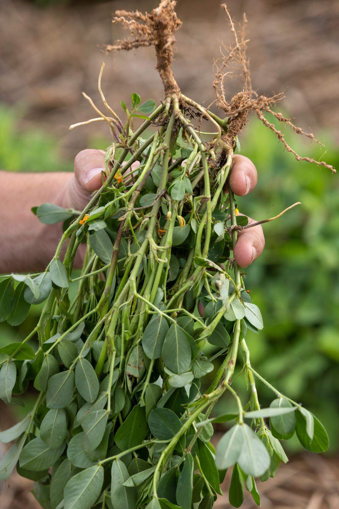 Peanut farmer Donny Lassiter display a young blooming peanut plant at the Mofield farm on Monday, July 10, 2023 near Jackson, N.C. Once the peanut plants begin to bloom, they produce pegs, which resemble roots. The pegs extend into the soil and produce the nuts. Each peanut plant can produce between 15-20 peanuts.