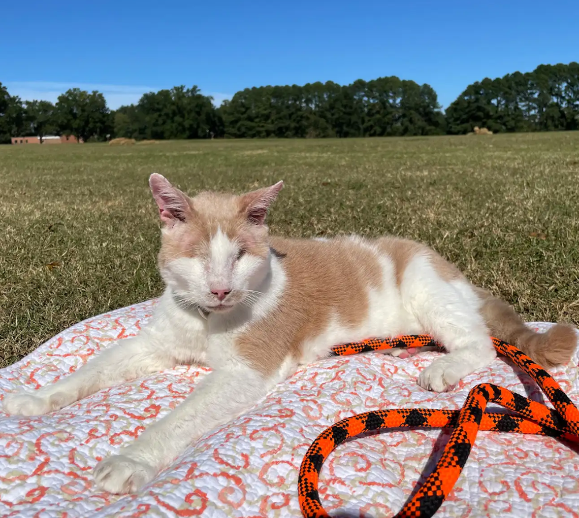 Hudson, one of the finalists in the News & Observer’s cutest cat contest.