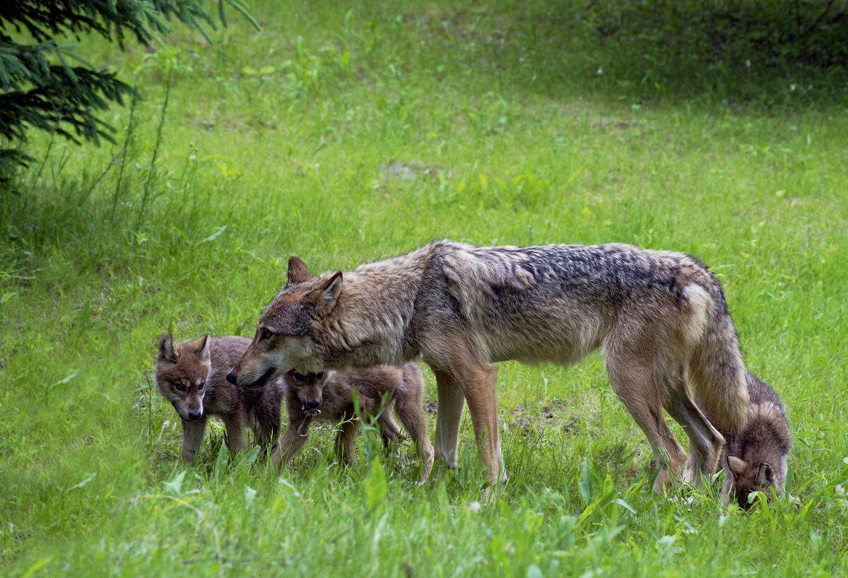 Coyote sightings are common in late spring, as coyote parents are often looking for food for their newborn pups.