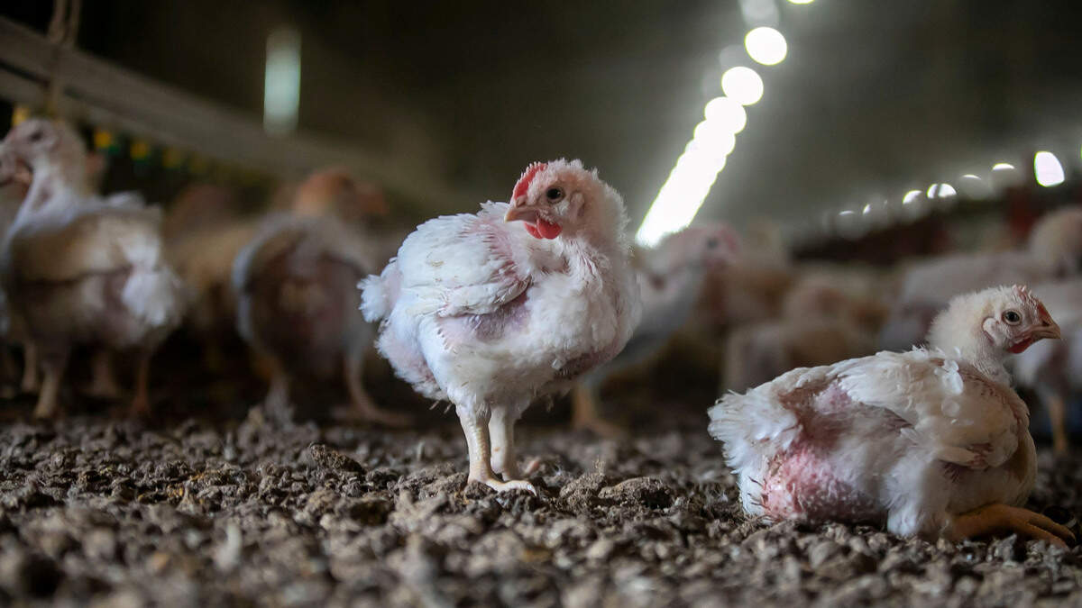 Twenty-five-day old Ross Ross chickens at B&P Poultry near Robersonville, N.C.