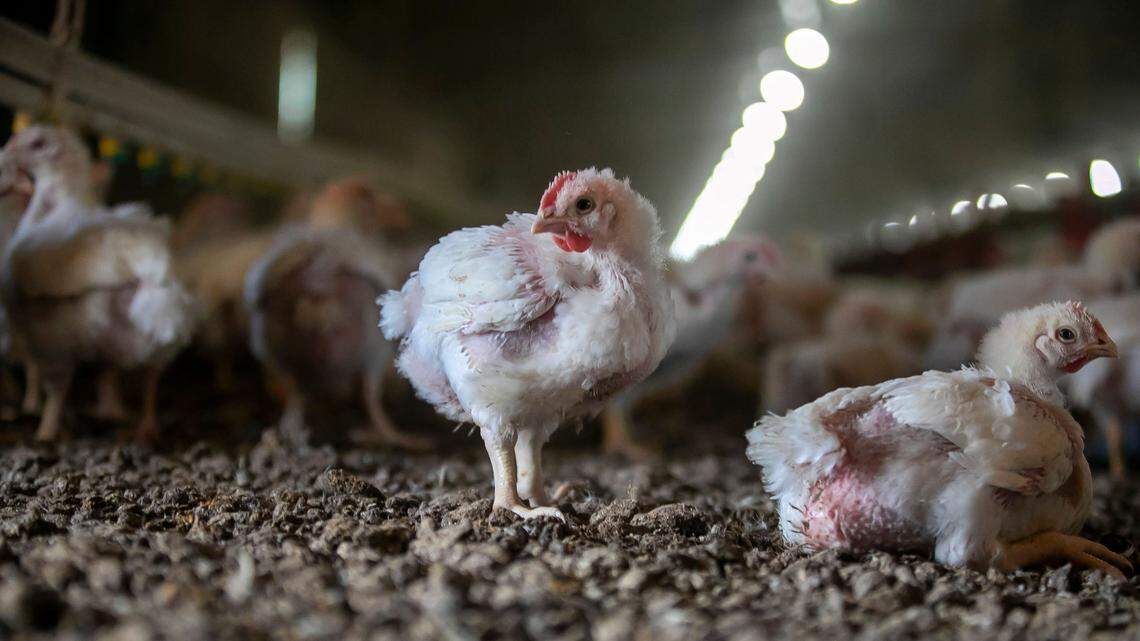Twenty-five-day old Ross Ross chickens at B&P Poultry near Robersonville, N.C.