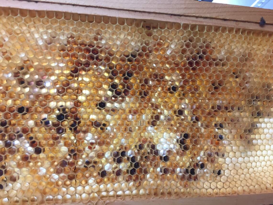 Where to buy rare blue or purple honey in North Carolina | Raleigh News ...
