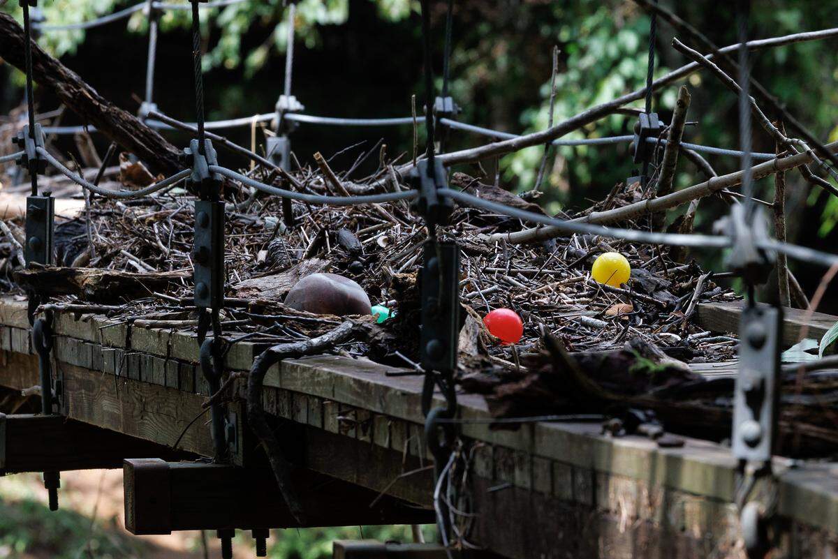 Debris rests on the swinging bridge at the Eno River State Park Fews Ford Access, as pictured on Tuesday, July 15, 2025, in Durham, N.C., after the area suffered flooding damage during Tropical Depression Chantal.