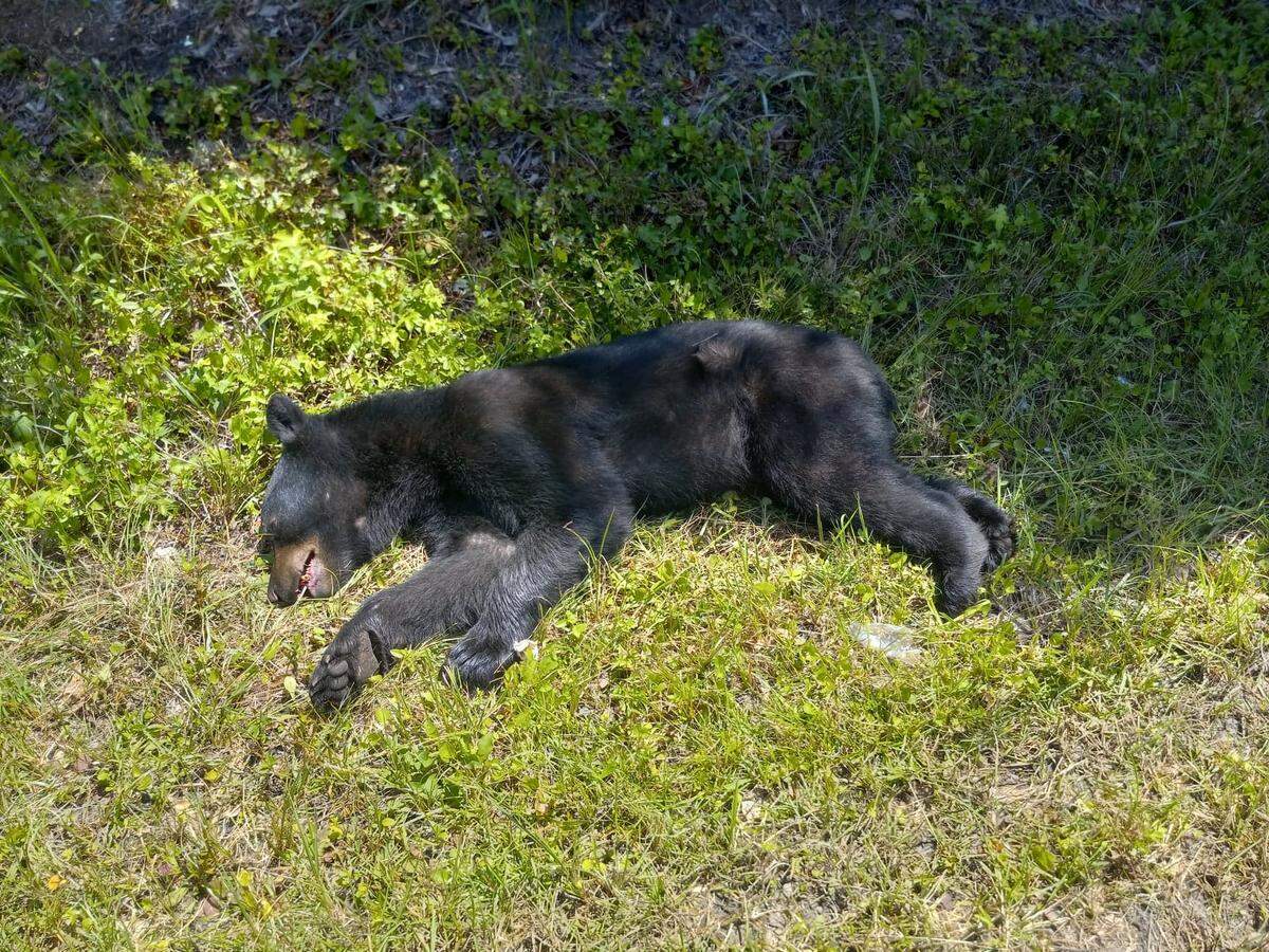 The bear died after the collision.