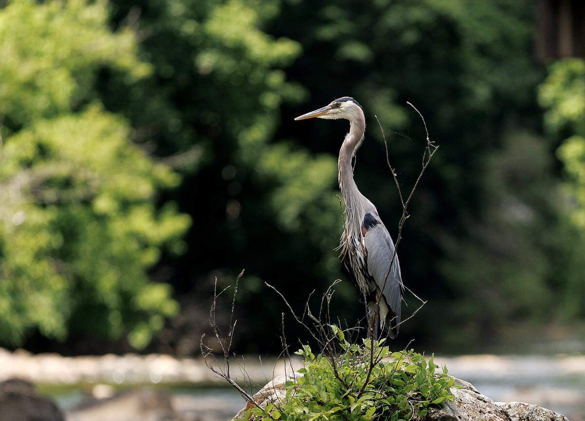 A Great Blue Heron perches on a rock in the Haw River near Saxapahaw Island Park on Thursday, May 28, 2026. 